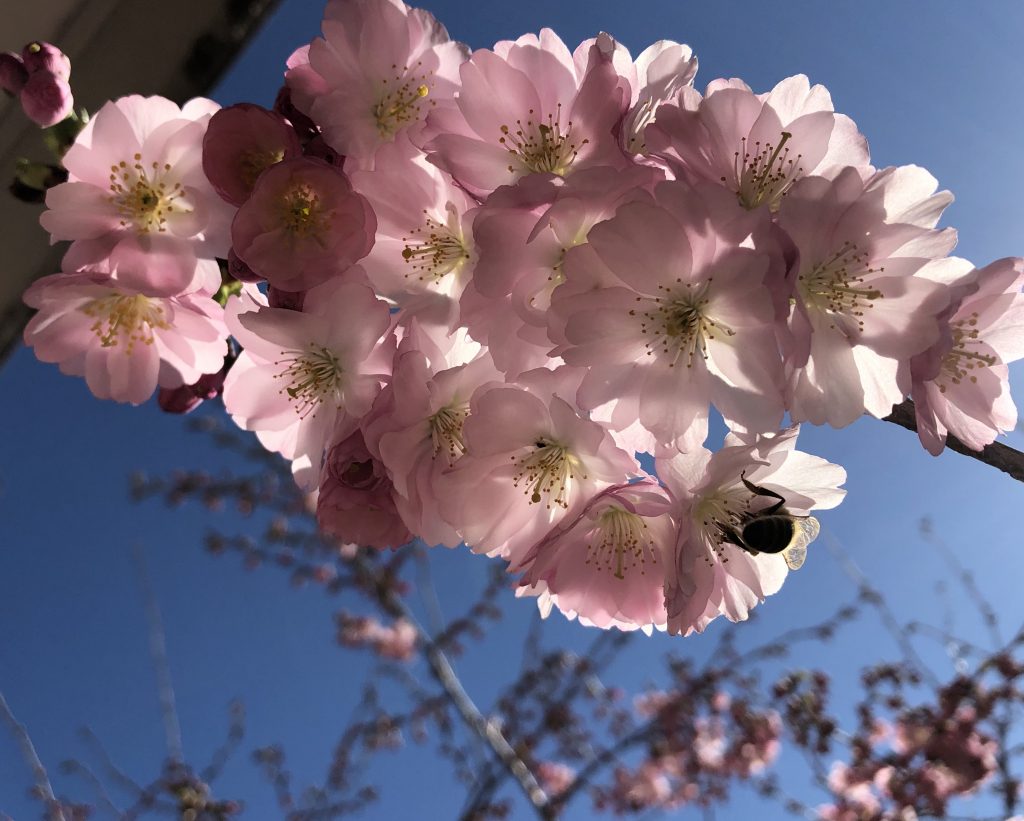 Biene in Kirschblüten im Sinne von ganzheitlicher Gesundheit. Yoga und gesunde Ernährung helfen gegen den Corona Virus. Nutze die natürlichen Antibiotika.